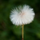 Huflattich (Tussilago farfara)