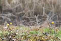 Huflattich (Tussilago farfara)