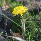 Huflattich Tussilago farfara