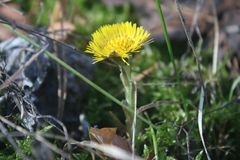 Huflattich Tussilago farfara