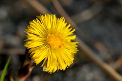 Huflattich (Tussilago farfara)