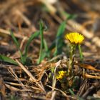 Huflattich (Tussilago farfara),