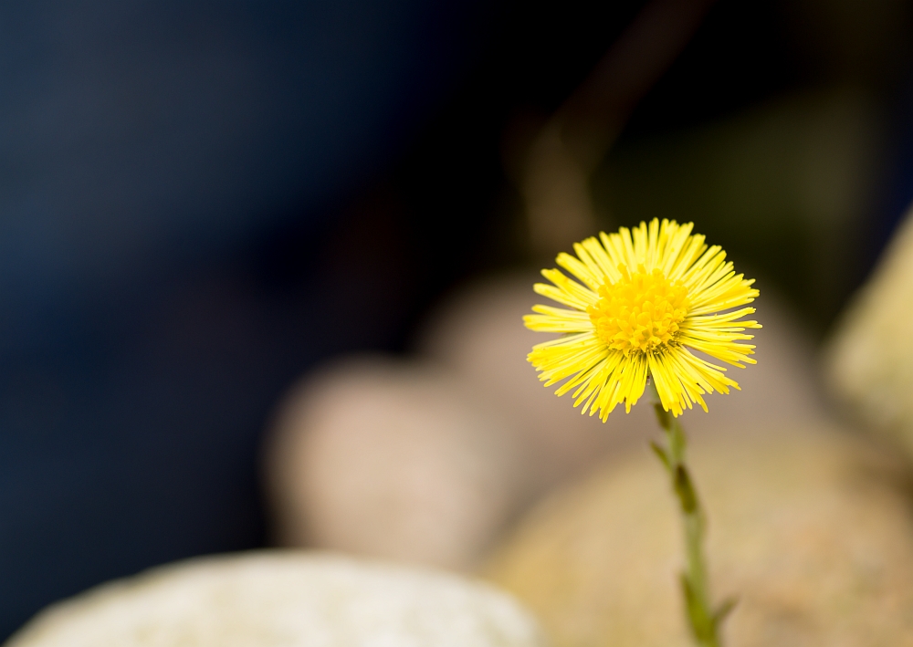 Huflattich (Tussilago farfara)