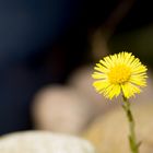 Huflattich (Tussilago farfara)