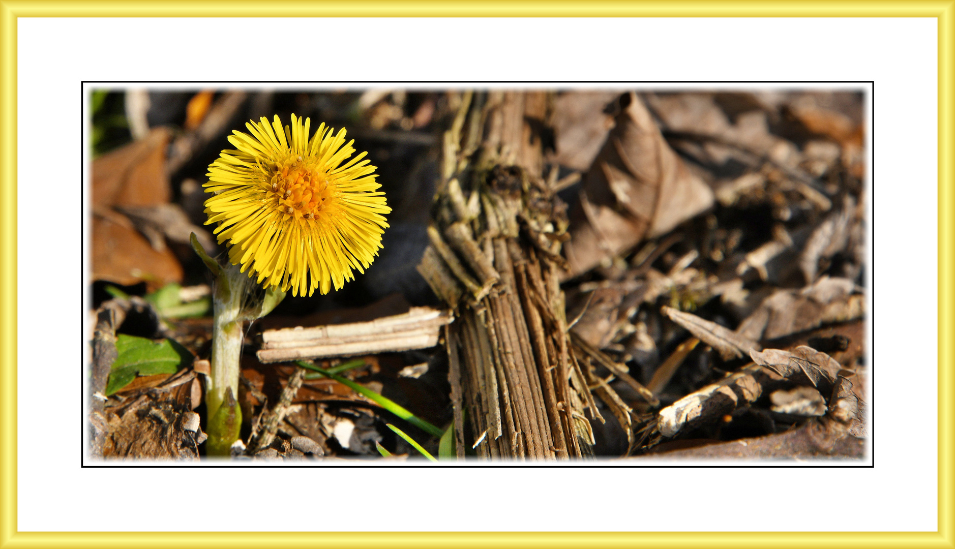 Huflattich (Tussilago farfara) - Ausrichtung nach der Sonne