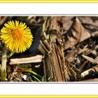 Huflattich (Tussilago farfara) - Ausrichtung nach der Sonne