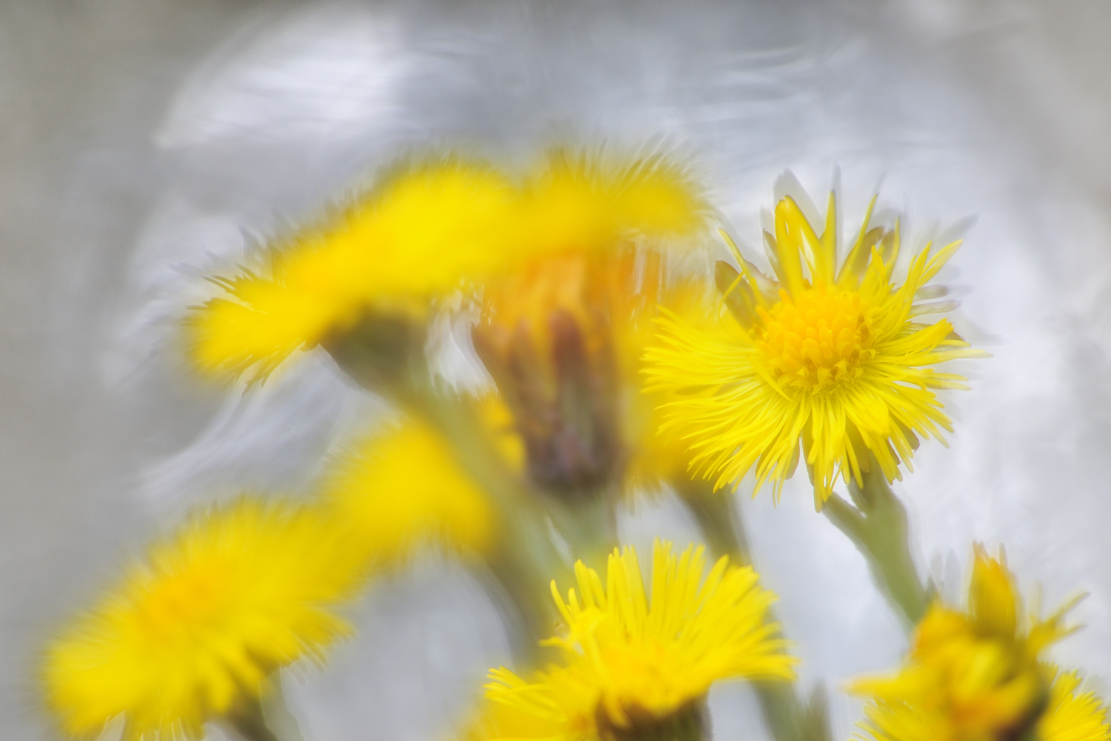 Huflattich (Tussilago farfara)