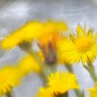 Huflattich (Tussilago farfara)