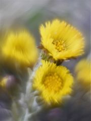 Huflattich (Tussilago farfara) 