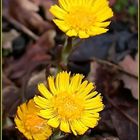 Huflattich (Tussilago farfara)