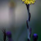 Huflattich ...Tussilago farfara