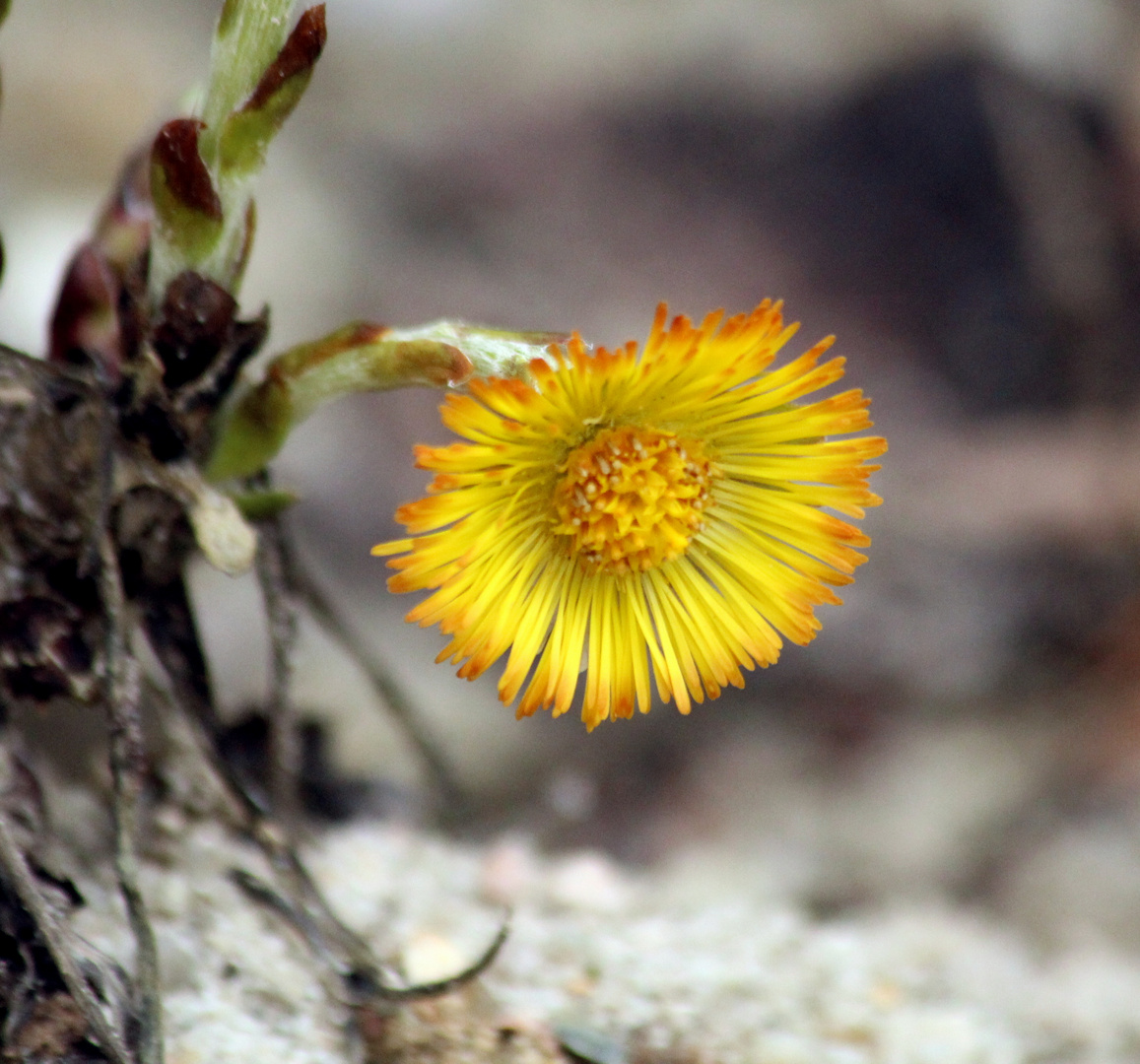 Huflattich (Tussilago farfara)