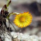 Huflattich (Tussilago farfara)