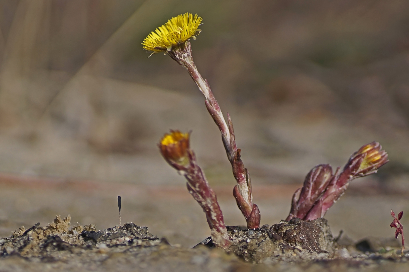 Huflattich (Tussilago farvara)