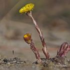 Huflattich (Tussilago farvara)