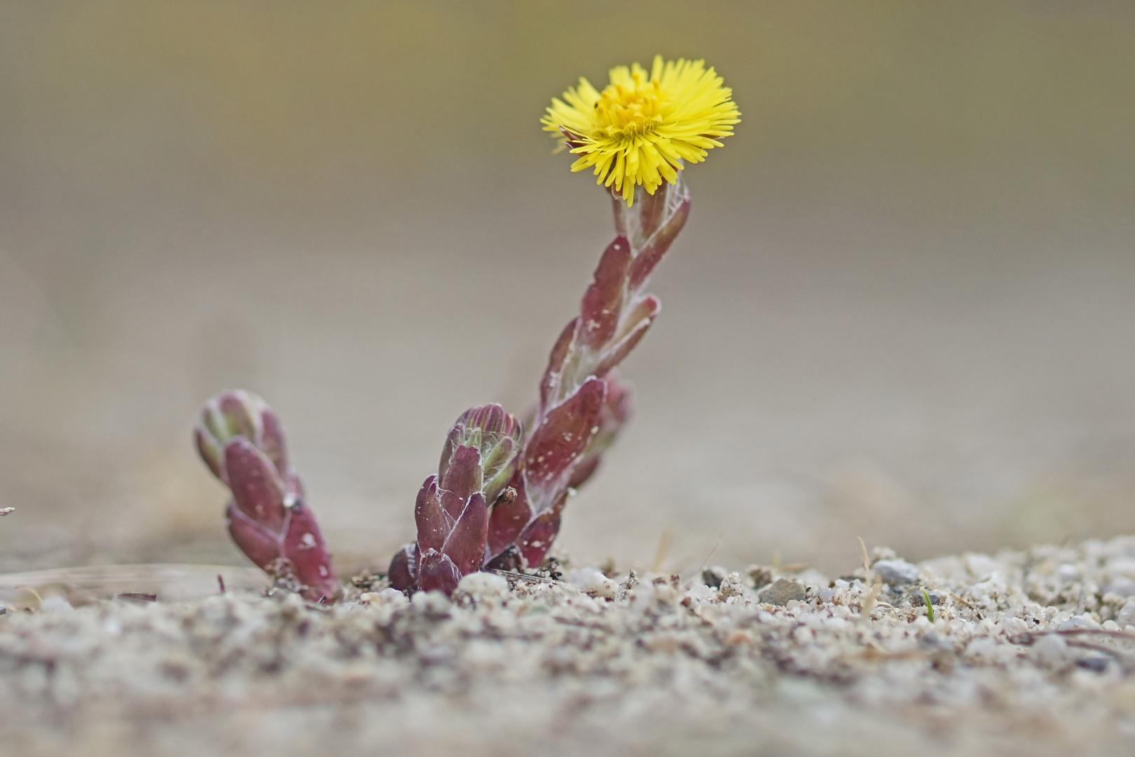 Huflattich (Tussilago farvara)