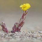 Huflattich (Tussilago farvara)