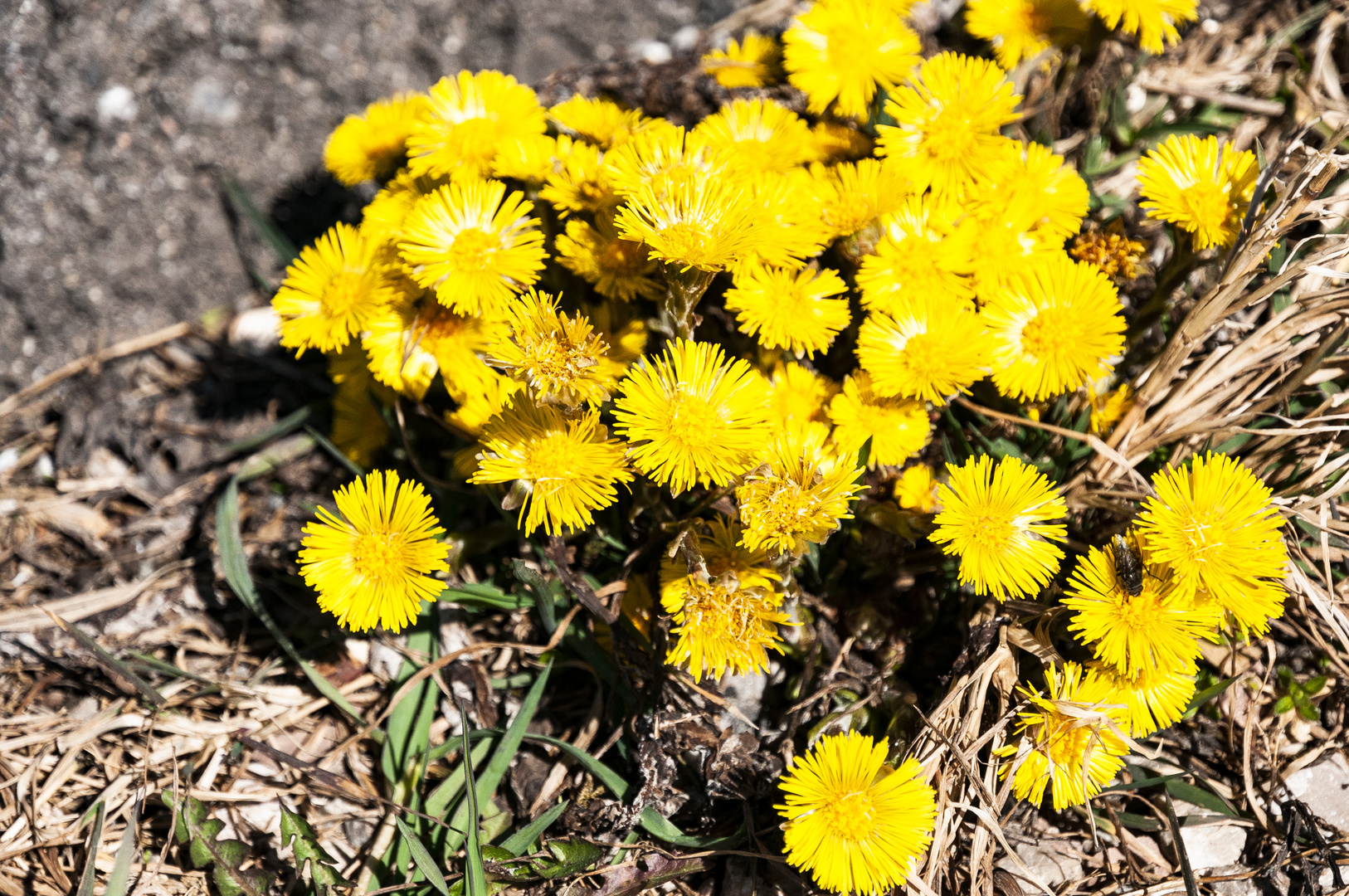 Huflattich und Bienen 