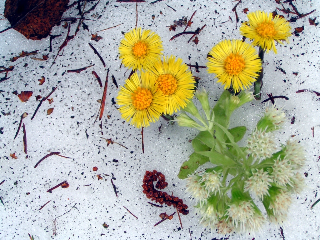 Huflattich und Pestwurze wachsen durch den Schnee