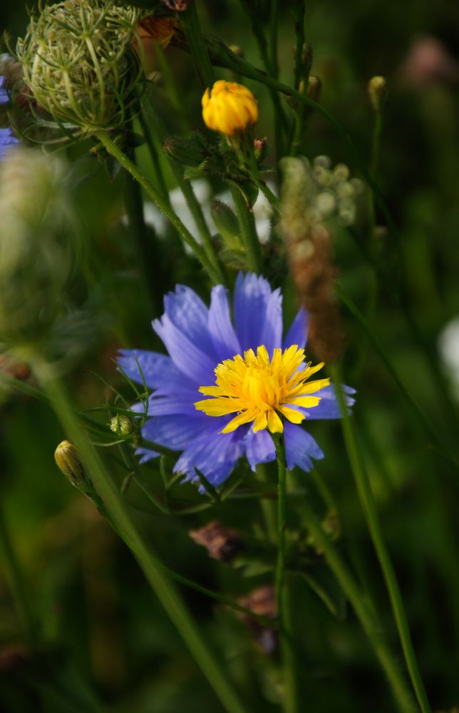 Huflattich und Wegwarte