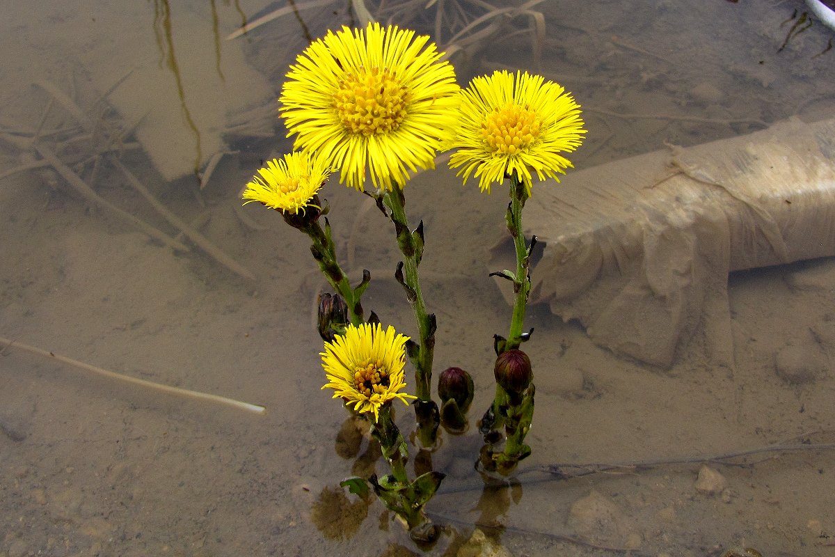 Huflattich wächst auch im Wasserbad......