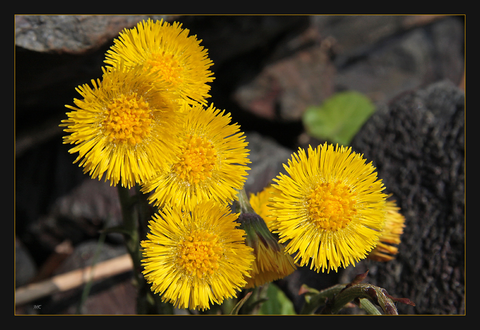 Huflattichblüten Foto &amp; Bild | pflanzen, pilze &amp; flechten, blüten ...