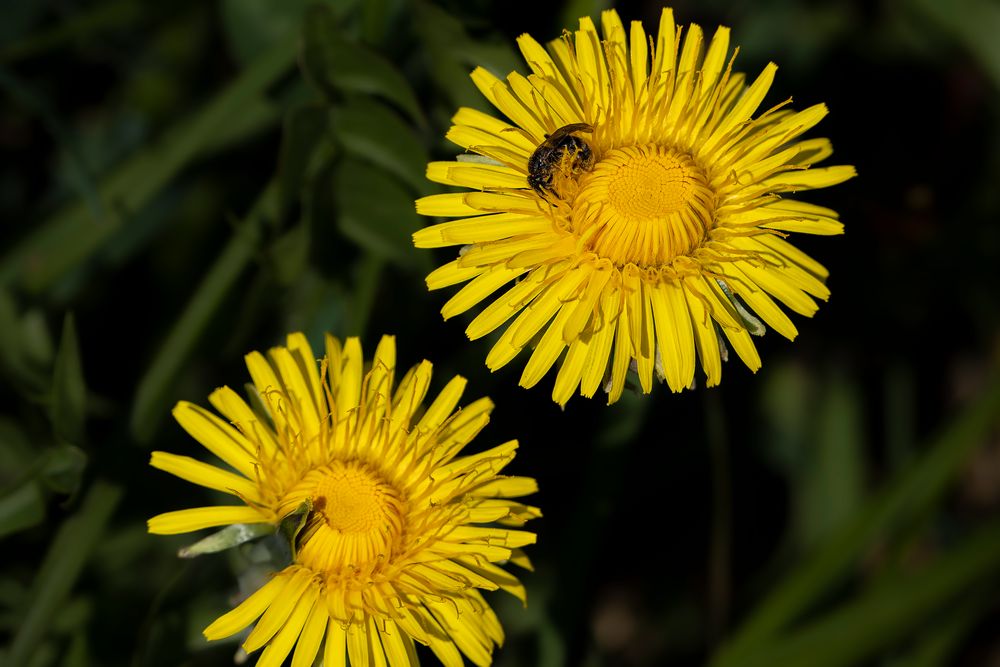 Huflattichblüten mit Besucherin