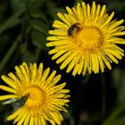 Huflattichblüten mit Besucherin