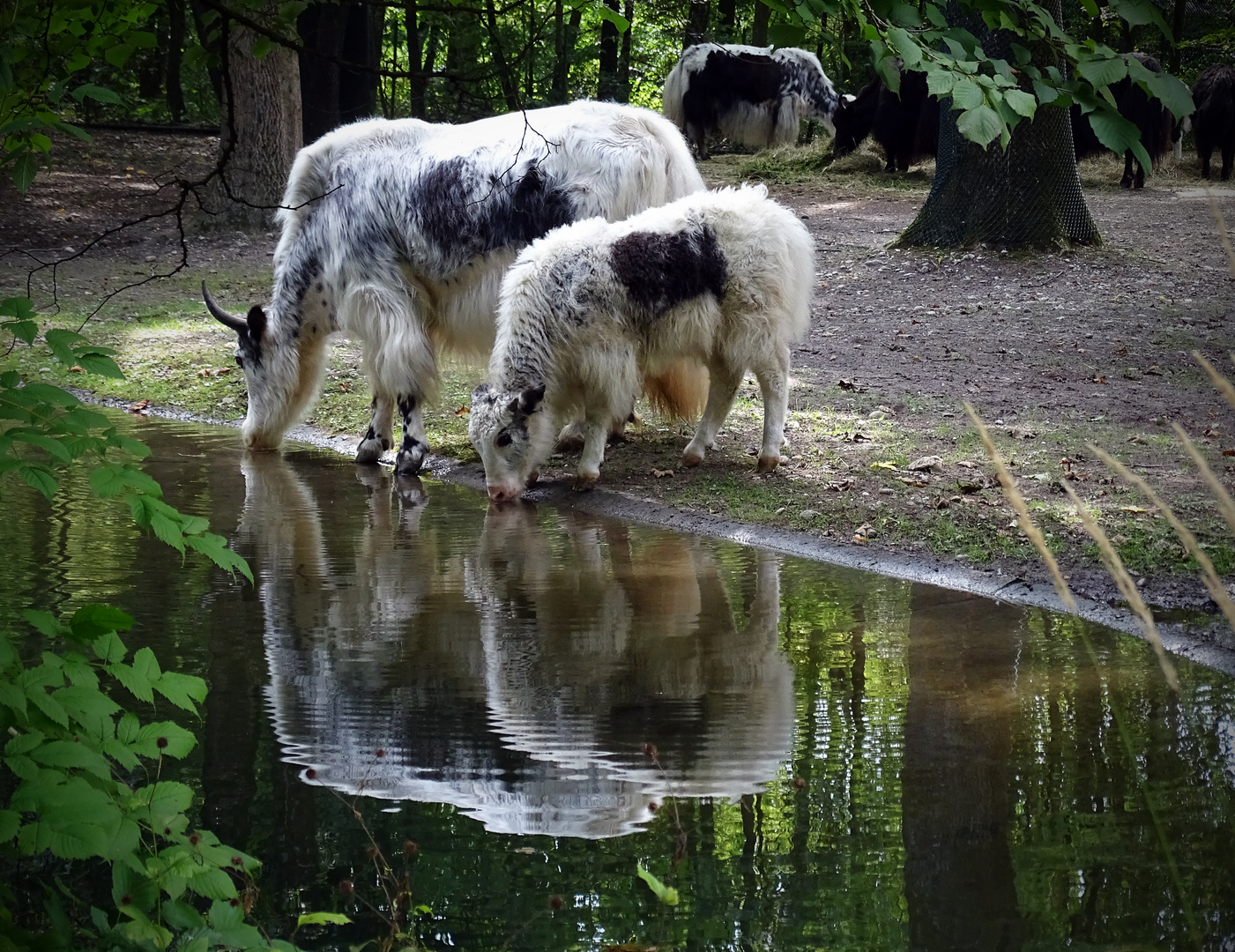 Huftiere bei der Tränke (Spiegeltag 16.10.18)