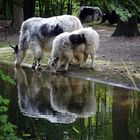 Huftiere bei der Tränke (Spiegeltag 16.10.18)