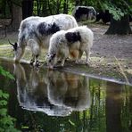 Huftiere bei der Tränke (Spiegeltag 16.10.18)