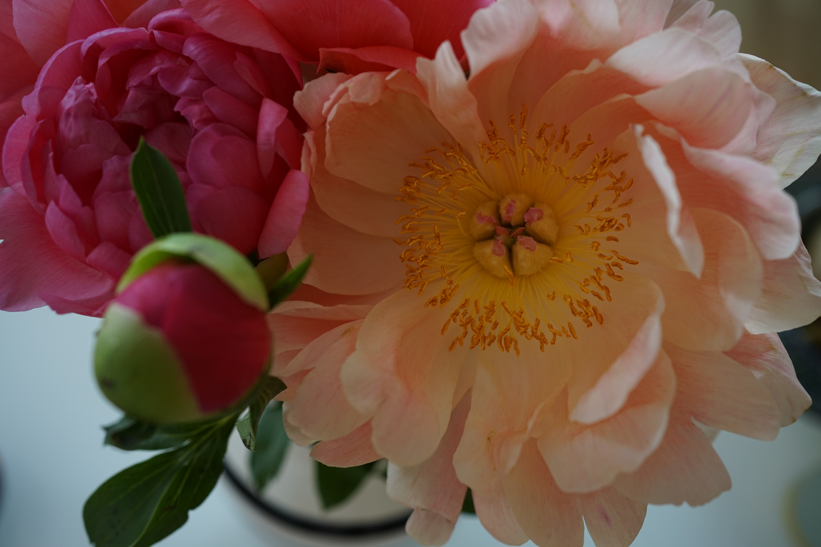 Huge peony close-up