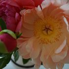 Huge peony close-up