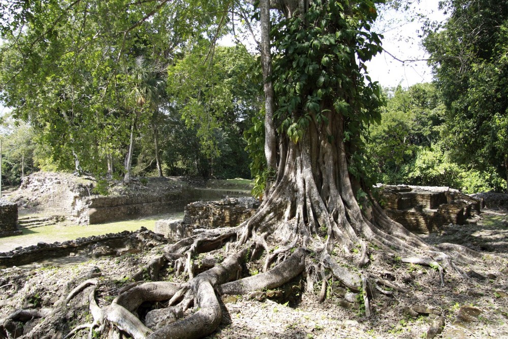 Huge Tree In Lamanai - Belize