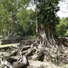 Huge Tree In Lamanai - Belize