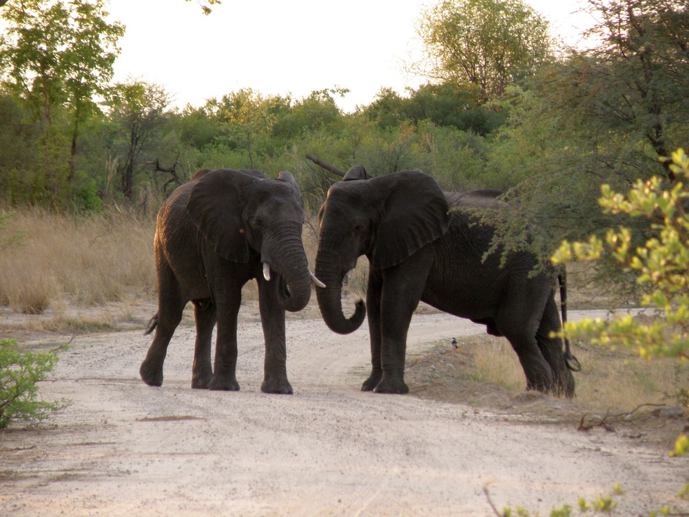 Hugging Elephants