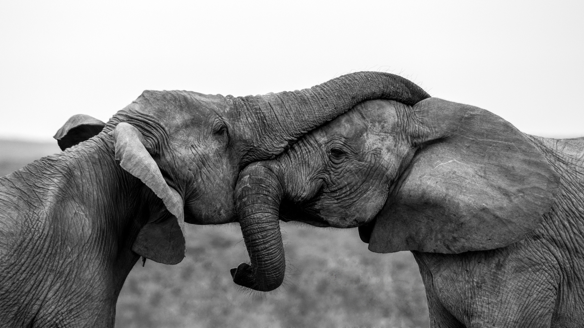 Hugging Elephants