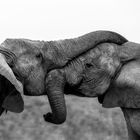 Hugging Elephants