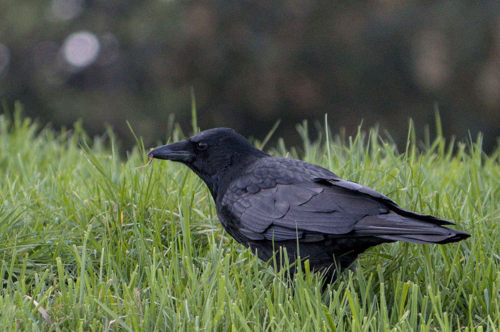 Hugin oder Munin?