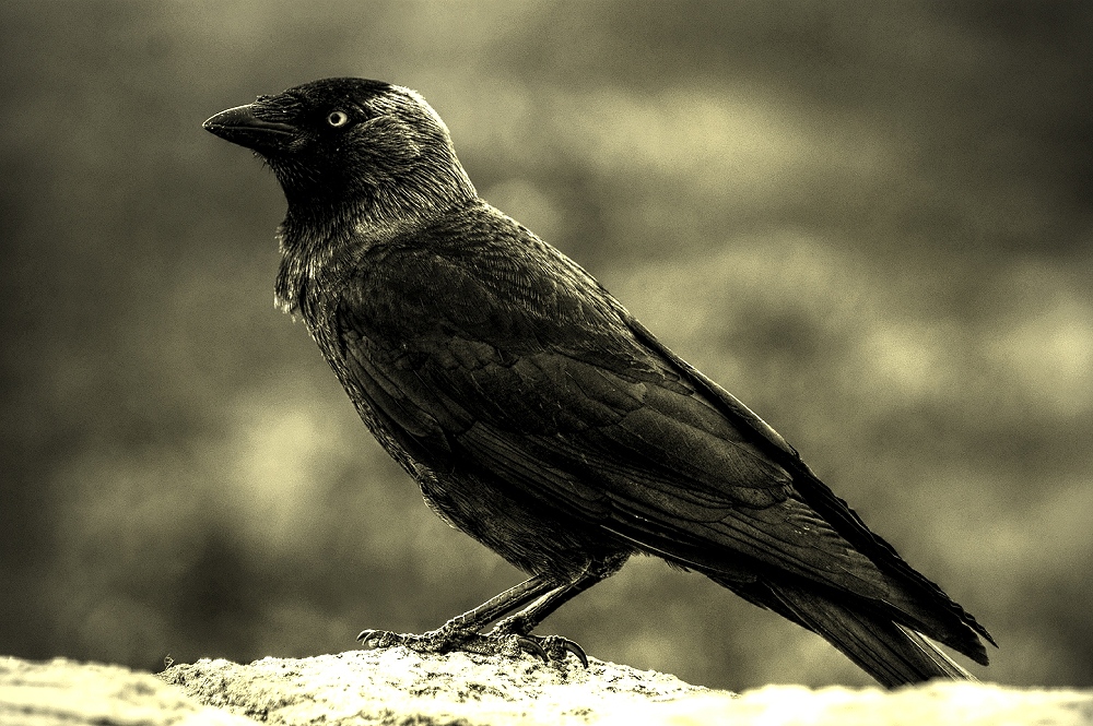 Huginn (o Muninn?)