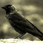 Huginn (o Muninn?)