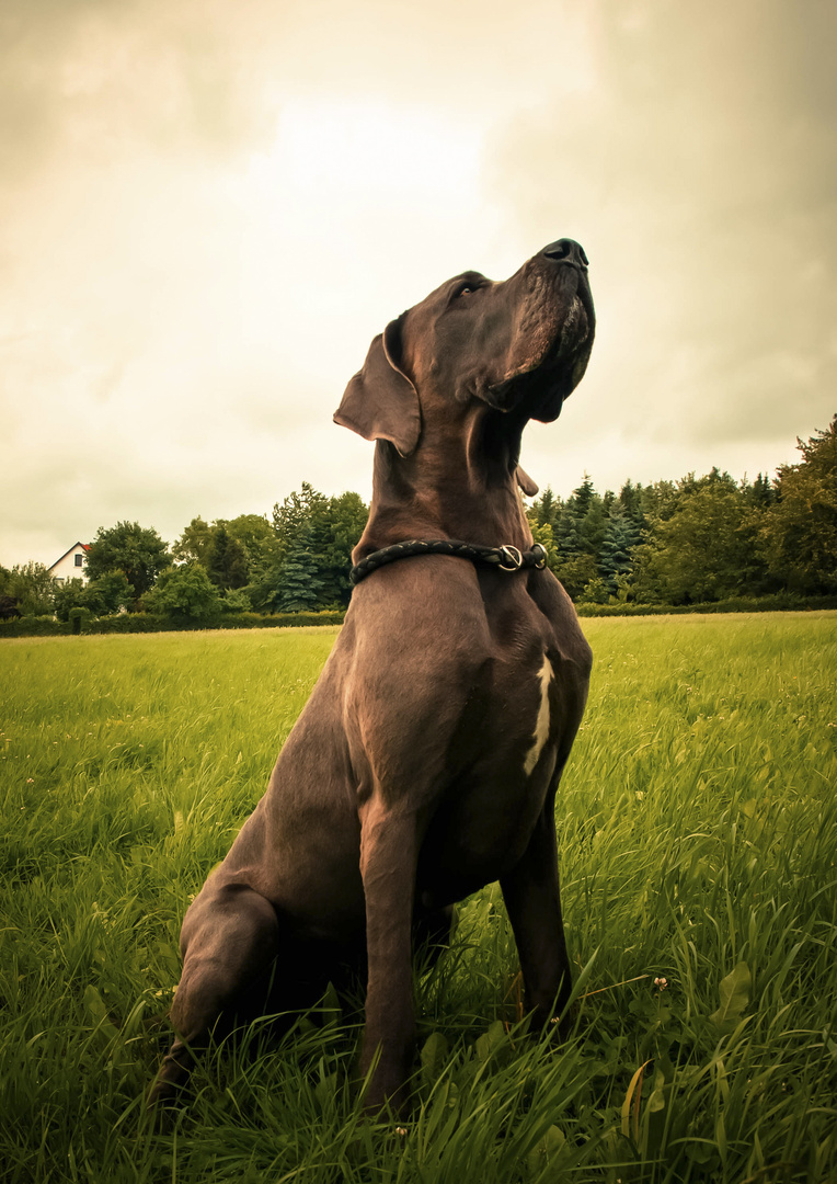 Hugo 1.2 Foto & Bild tiere, klaus, natur Bilder auf