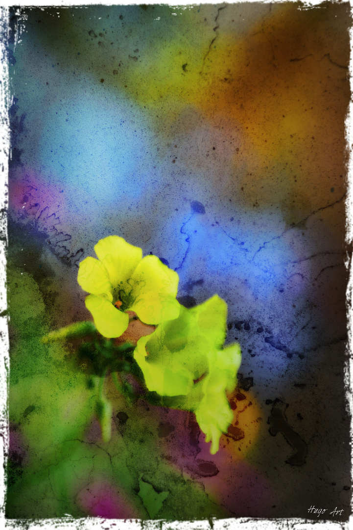 Hugo Art Photography. Les fleurs. Free and Happy ,because I create...