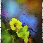 Hugo Art Photography. Les fleurs. Free and Happy ,because I create...