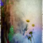 Hugo Art Photography. Les fleurs. Free and Happy,because I create.--