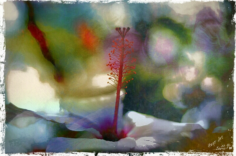 Hugo Art Photography. Les fleurs. Free and Happy,because I create.,