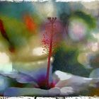 Hugo Art Photography. Les fleurs. Free and Happy,because I create.,