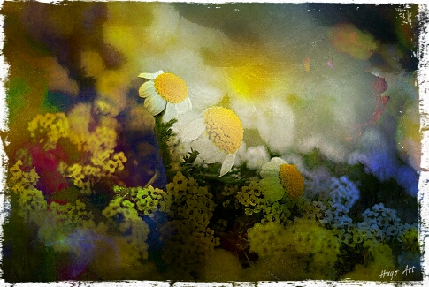 Hugo Art Photography. Les fleurs. Free and Happy,because I create.....,