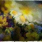 Hugo Art Photography. Les fleurs. Free and Happy,because I create.....,