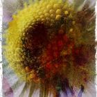 Hugo Art Photography. Les fleurs. Free and Happy,because I create.....